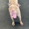 Clovis- A broken tail, a mended heart, a lifelong friend.