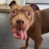 Clovis- A broken tail, a mended heart, a lifelong friend.
