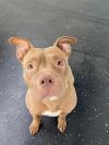 Clovis- A broken tail, a mended heart, a lifelong friend.