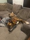 Roscoe