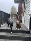 Roscoe