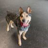Rex -Seeking outdoor adventure!