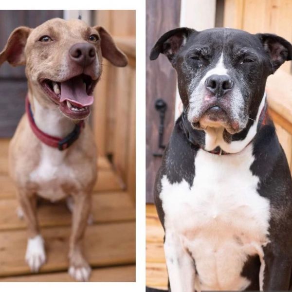 Ceasar & Pierce - A Gold and Silver bonded pair