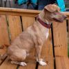 Ceasar & Pierce - A Gold and Silver bonded pair