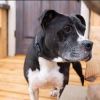 Ceasar & Pierce - A Gold and Silver bonded pair
