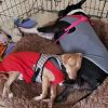 Ceasar & Pierce - A Gold and Silver bonded pair