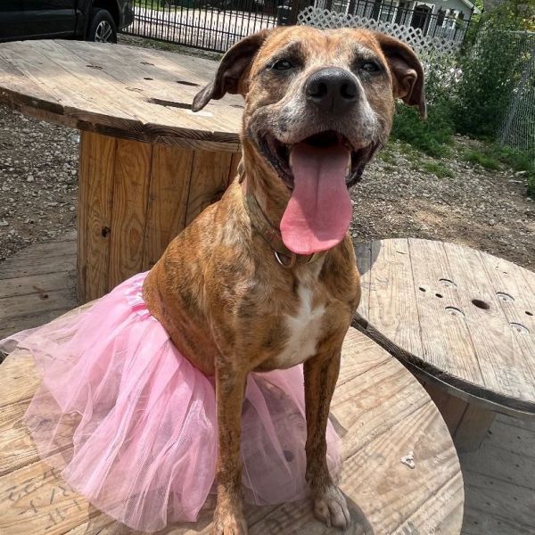 Gracie- The brindle ballerina