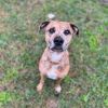 Gracie- The brindle ballerina