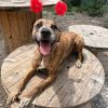 Gracie- The brindle ballerina