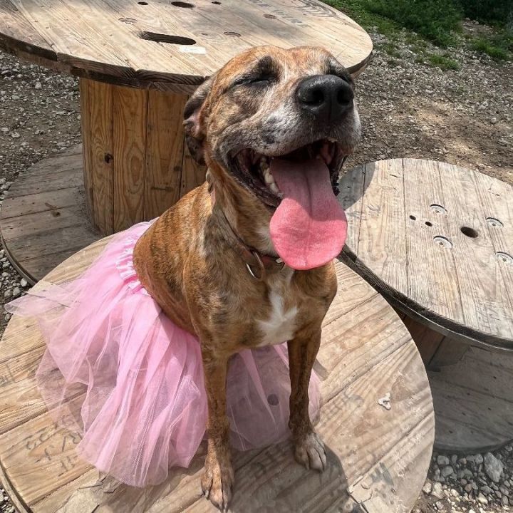 Gracie- The brindle ballerina, an adoptable Mixed Breed in Wantagh, NY_image-4