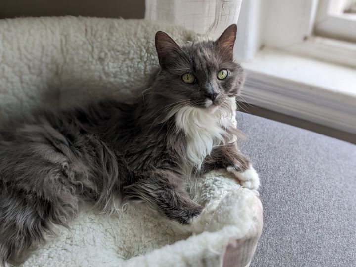 SMOKEY!, an adopted Domestic Long Hair in Philadelphia, PA_image-4