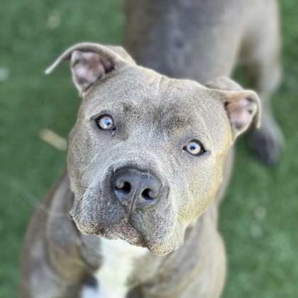 Dog for adoption - Mattie, a Pit Bull Terrier Mix in Sacramento, CA ...