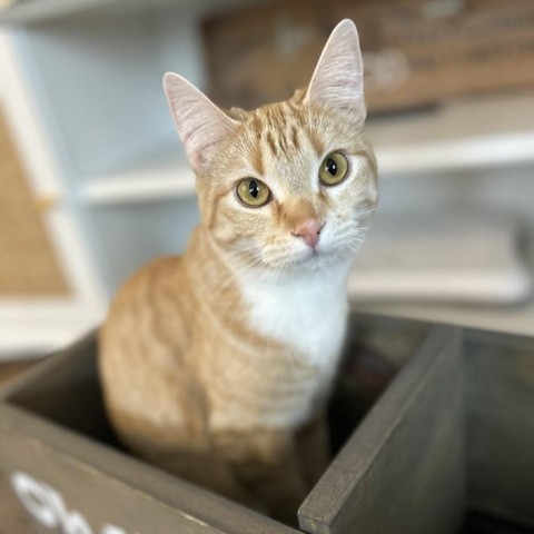 Scarlet Tooke, an adoptable Domestic Short Hair in Eagle Mountain, UT, 84005 | Photo Image 1