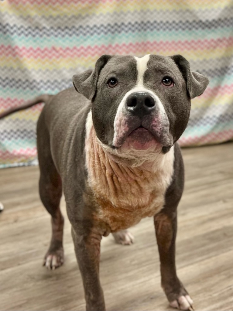 Rex (foster), an adoptable Mixed Breed in Muskegon, MI, 49442 | Photo Image 1