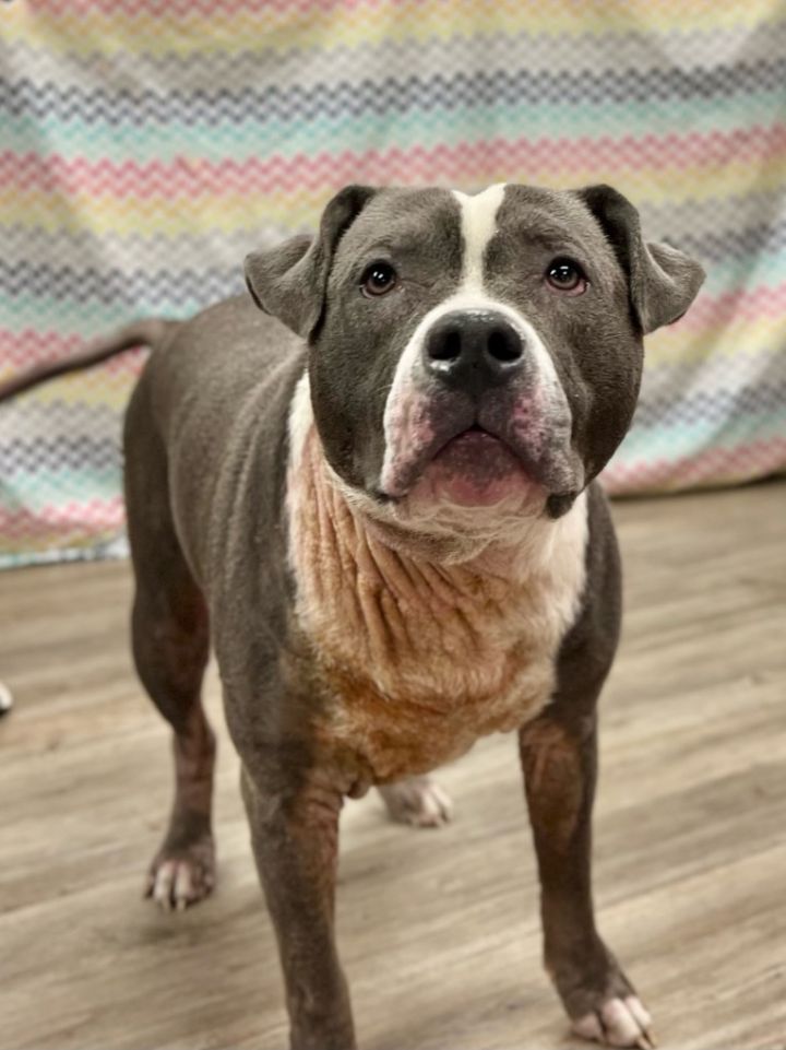 Rex (foster) 1
