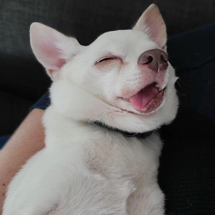 Beau  4