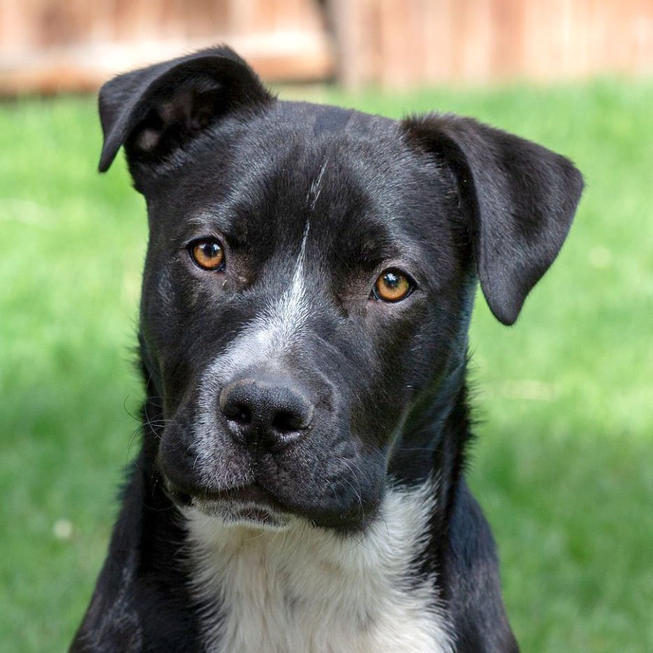 Pete, an adoptable Pit Bull Terrier in Laramie, WY, 82073 | Photo Image 1
