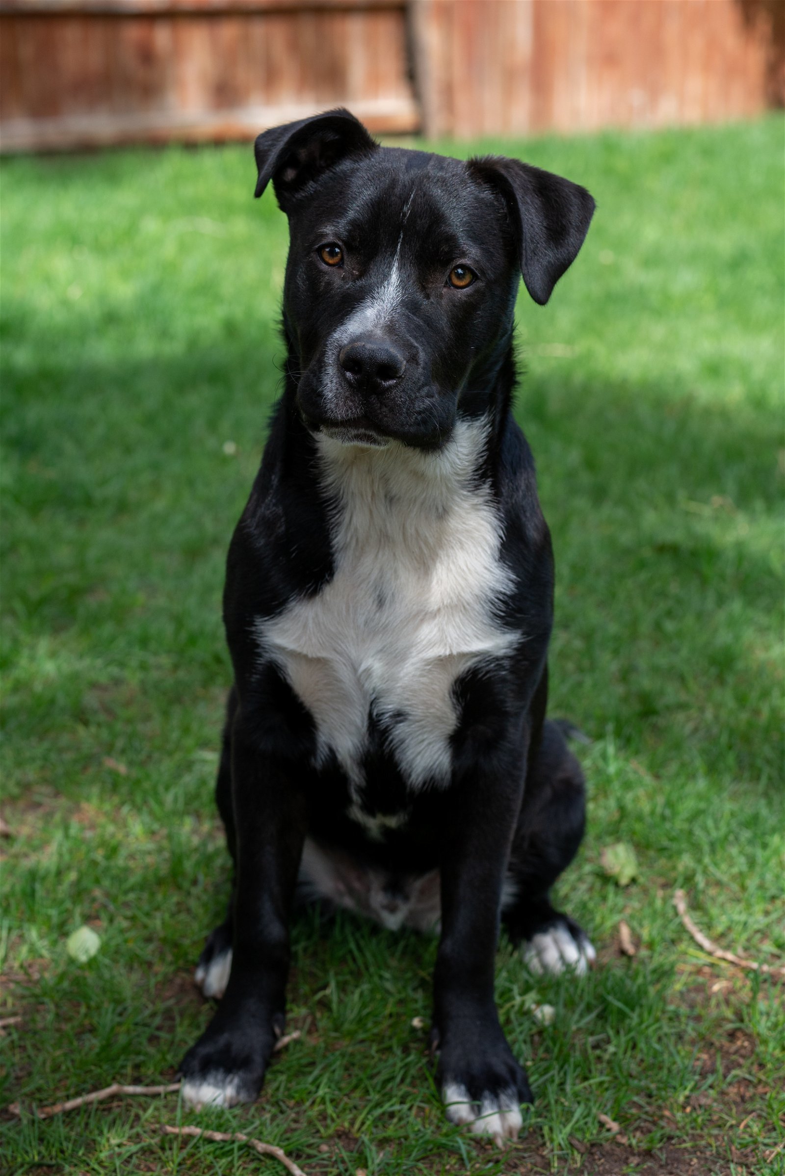 Pete, an adoptable Pit Bull Terrier in Laramie, WY, 82073 | Photo Image 2