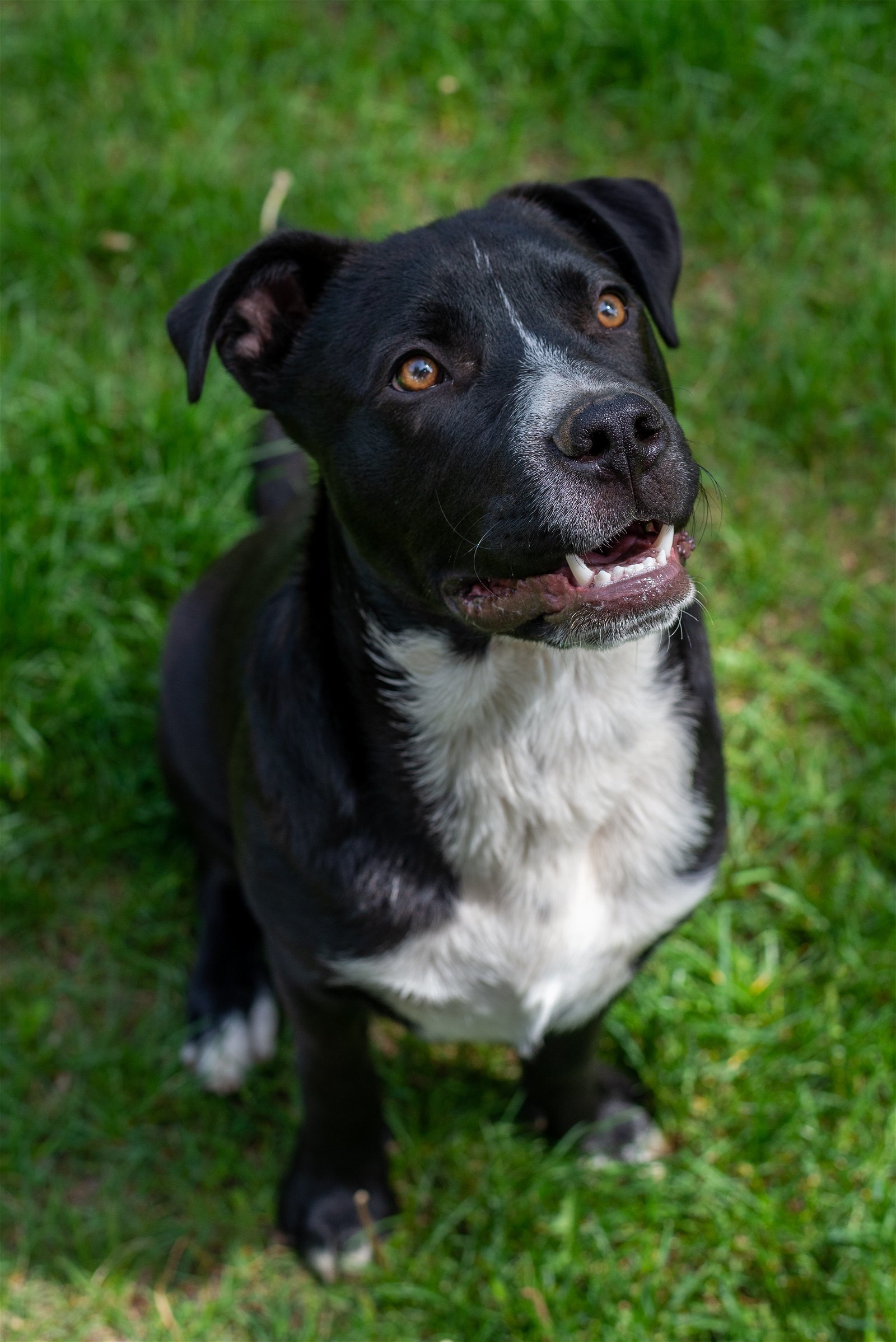 Pete, an adoptable Pit Bull Terrier in Laramie, WY, 82073 | Photo Image 3