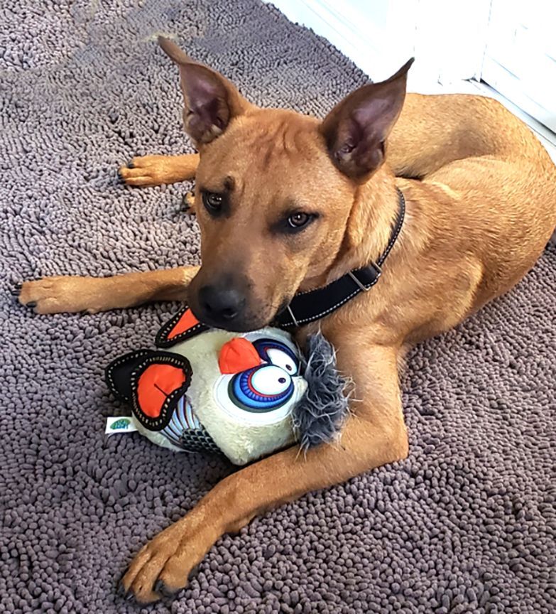 can a basenji and a german shepherd dog be friends