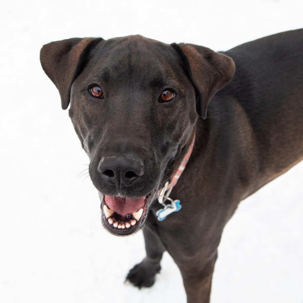 Epic, an adoptable Black Labrador Retriever in Calgary, AB, T2E 3Z7 | Photo Image 4