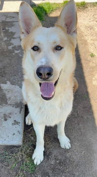 White german shepherd hot sale husky mix puppies