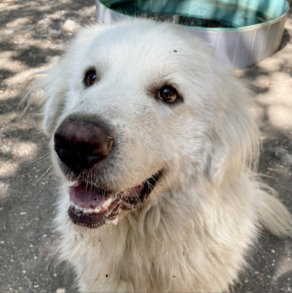 FINN, an adoptable Great Pyrenees in Point Richmond, CA, 94801 | Photo Image 1