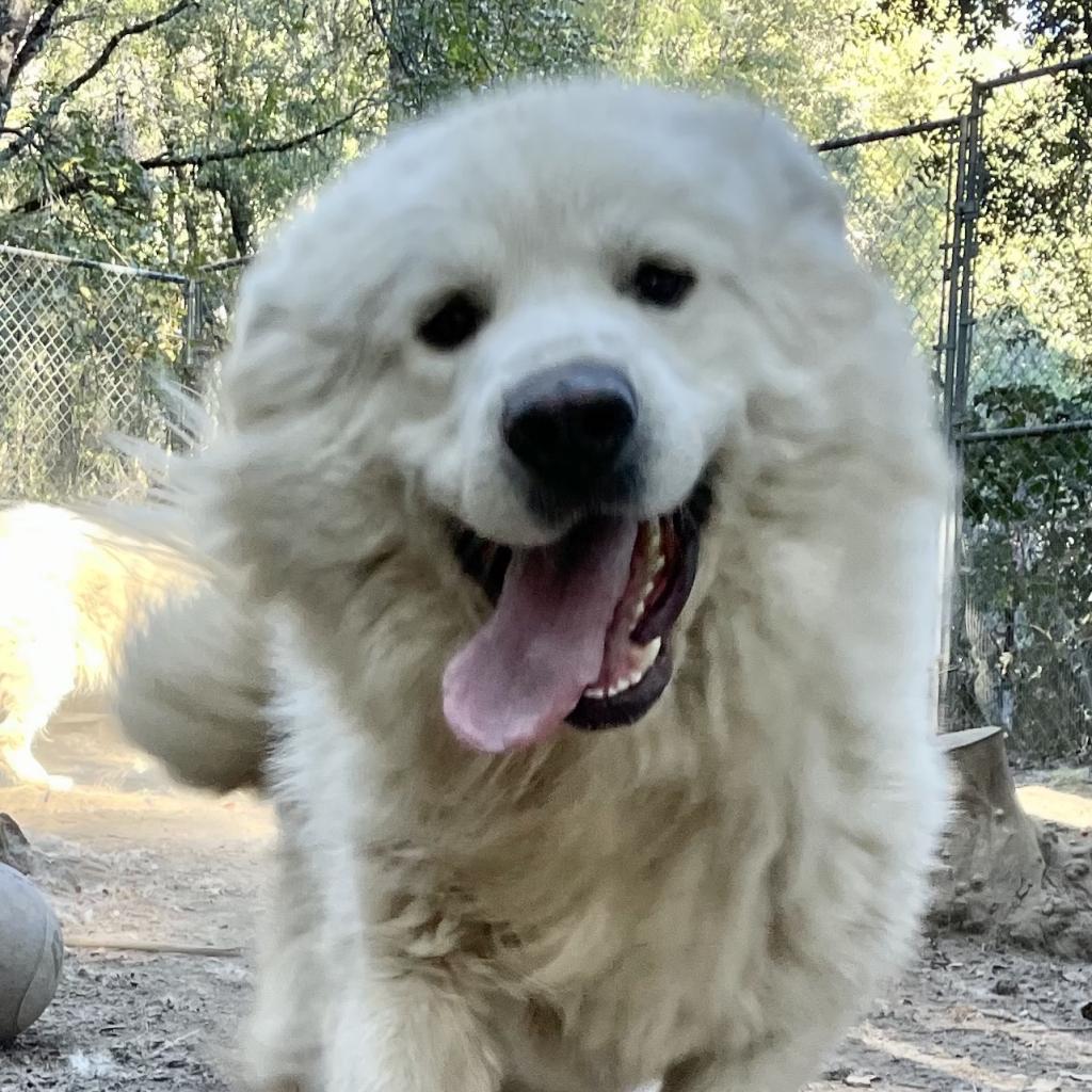 FINN, an adoptable Great Pyrenees in Point Richmond, CA, 94801 | Photo Image 2