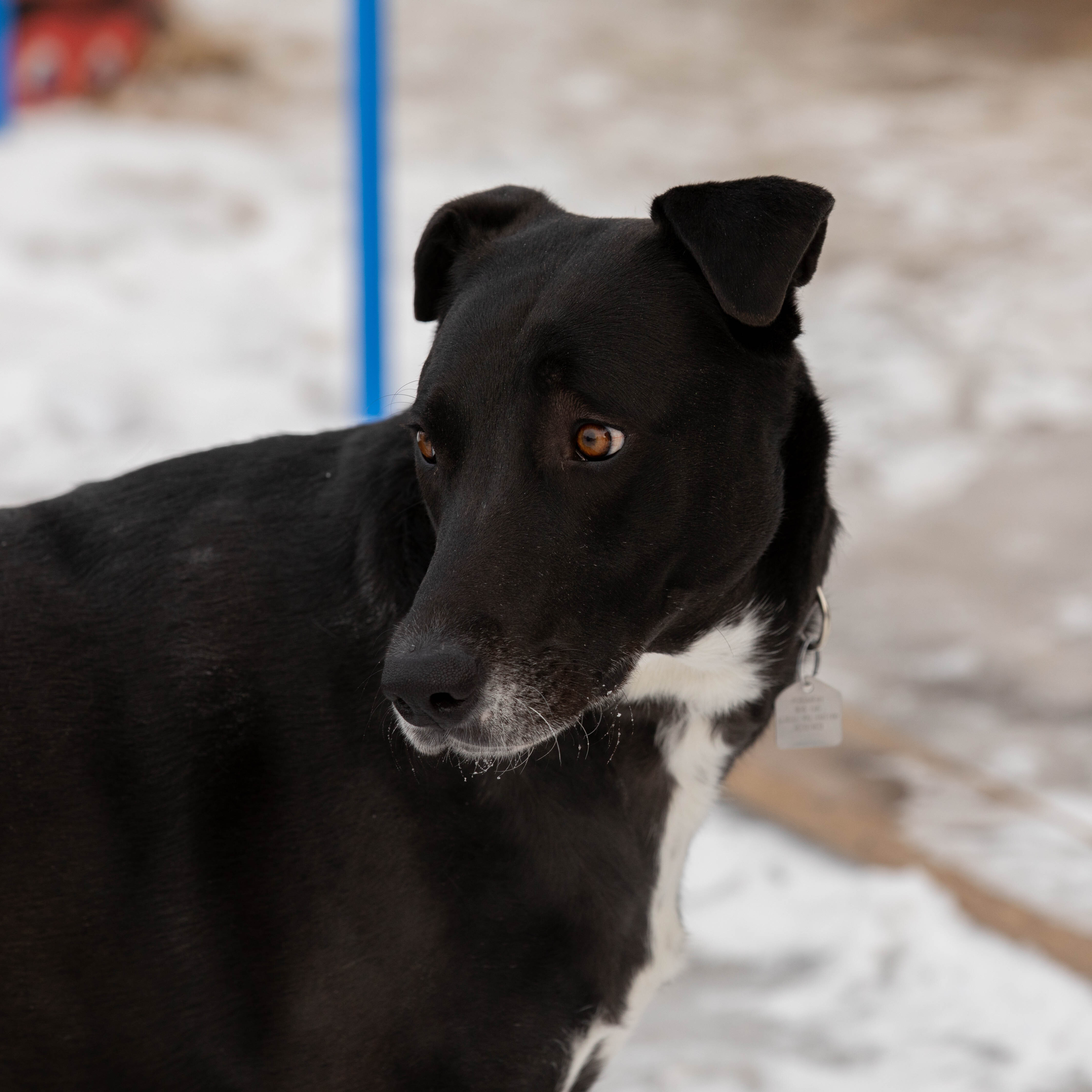 Zena, an adoptable Border Collie in Calgary, AB, T2E 3Z7 | Photo Image 1