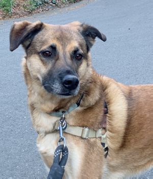 Animal Profile Birdie is an estimated 7-year-old spayed female Shepherd Lab mix who was rescued sev
