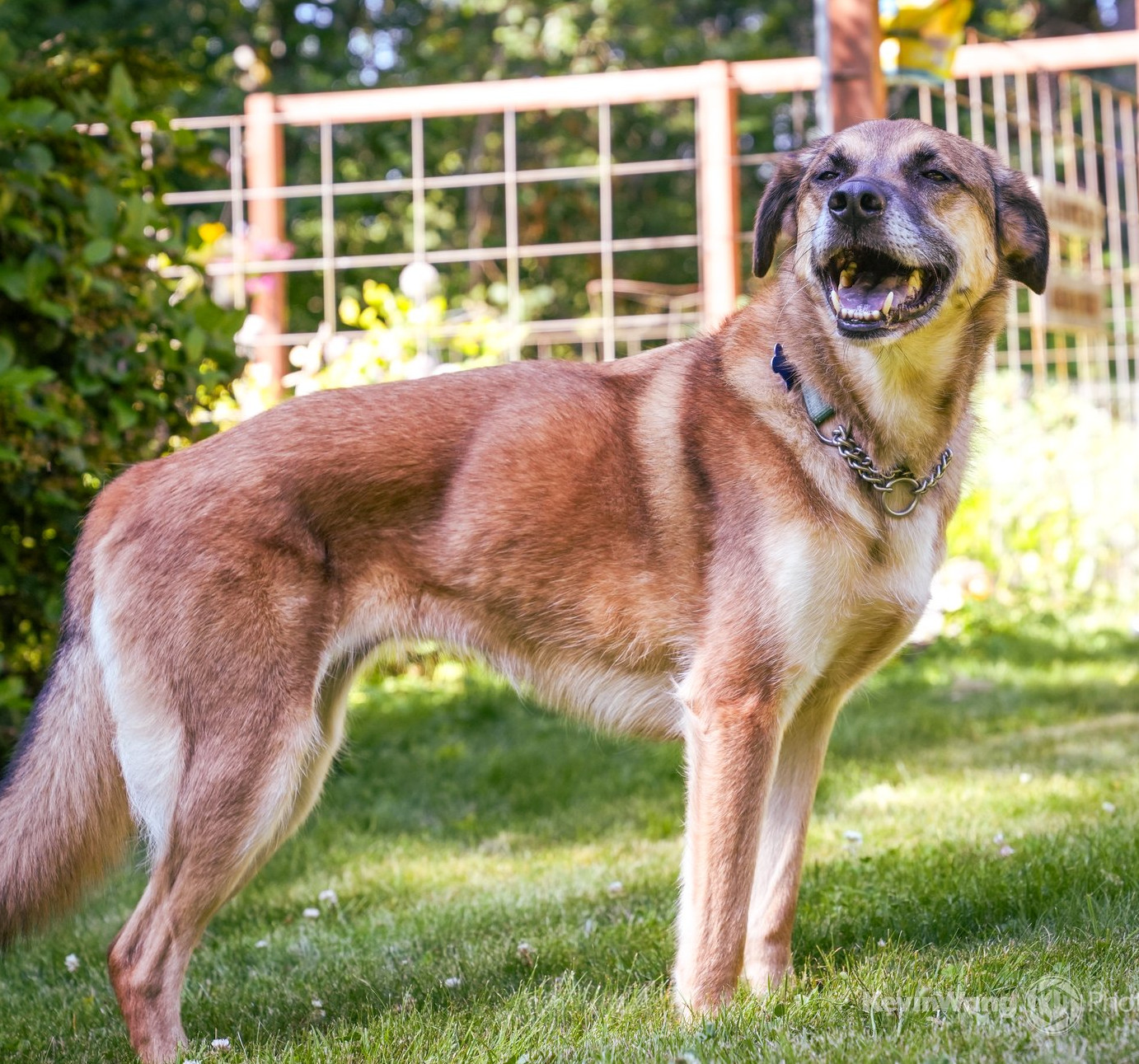 Birdie, an adoptable Shepherd, Labrador Retriever in Seattle, WA, 98165 | Photo Image 2