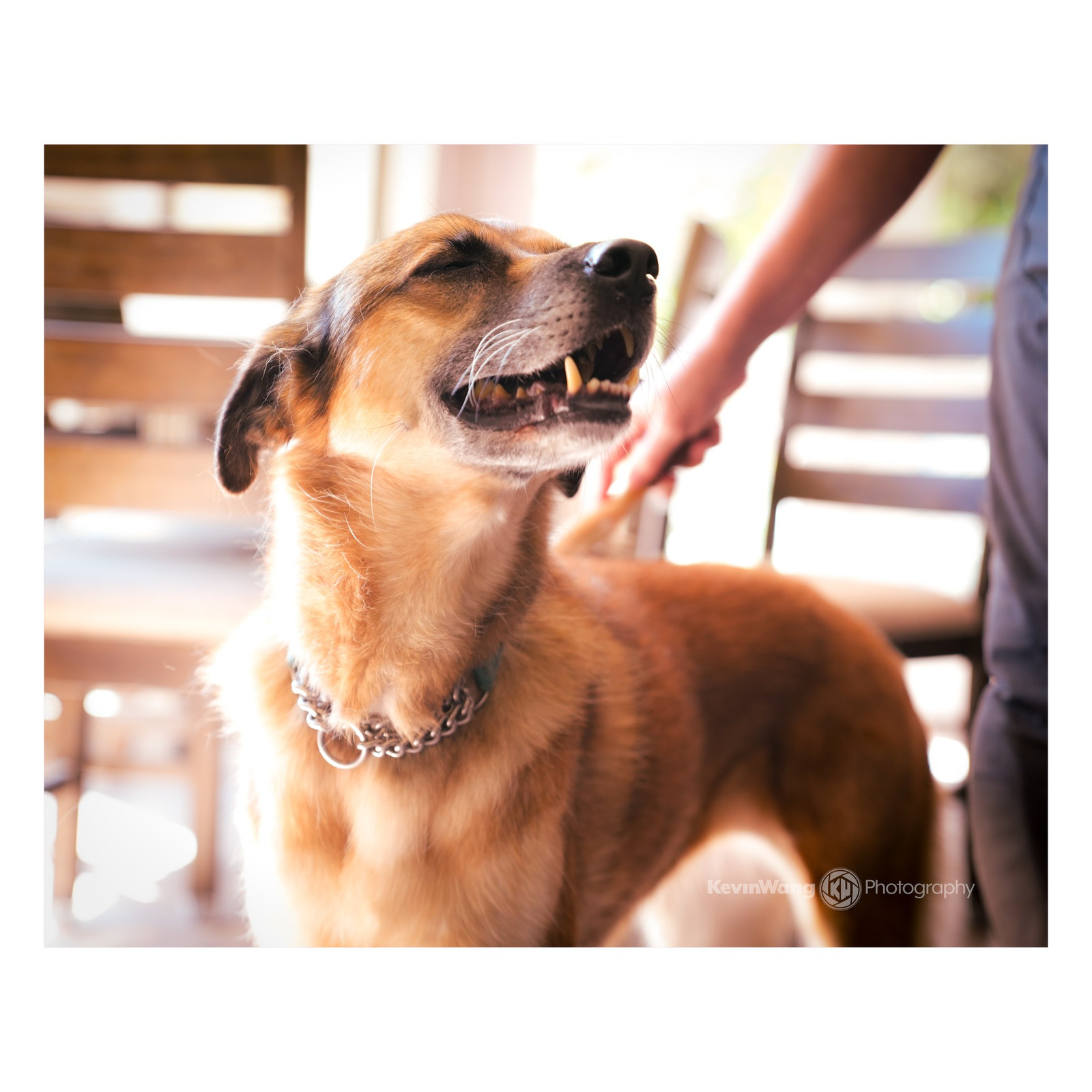 Birdie, an adoptable Shepherd, Labrador Retriever in Seattle, WA, 98165 | Photo Image 2