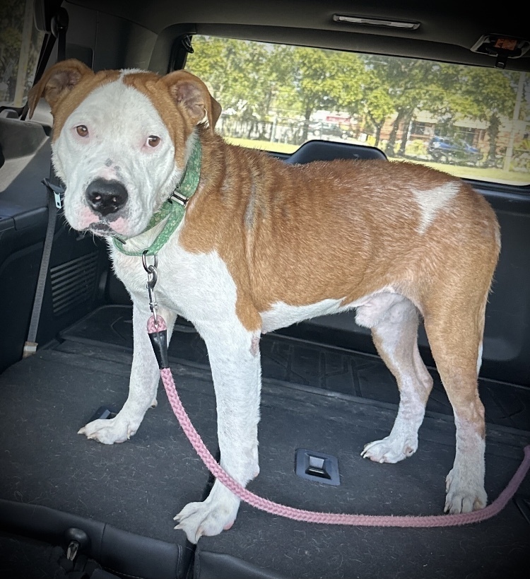 Farmer, an adoptable Mixed Breed, American Bulldog in Lakeland, FL, 33813 | Photo Image 5