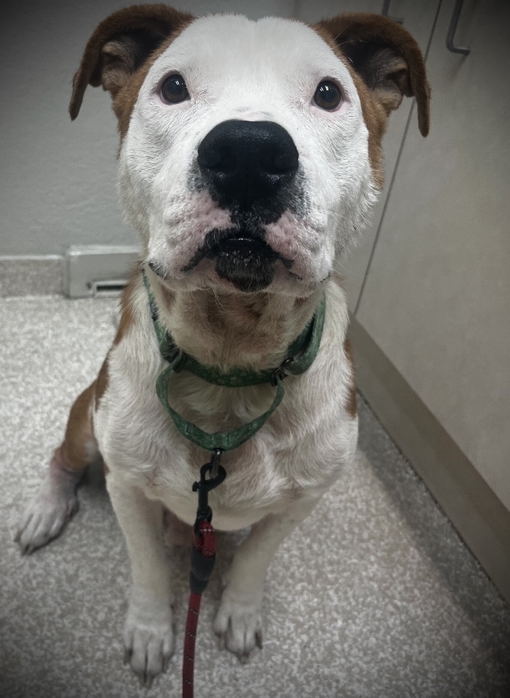 Farmer, an adoptable Mixed Breed, American Bulldog in Lakeland, FL, 33813 | Photo Image 5