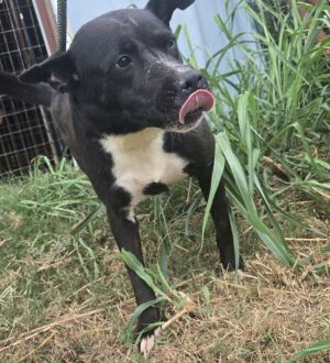 Dax, Young Male unknown