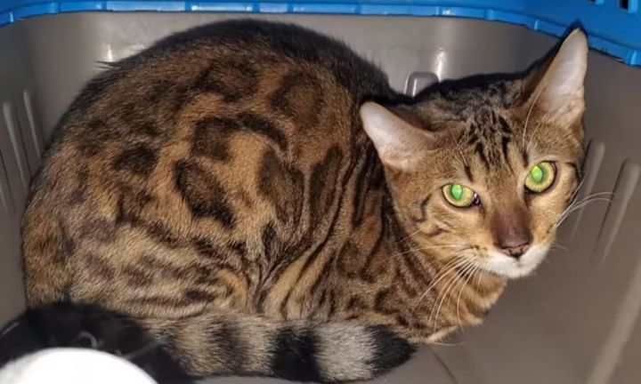 Cat for adoption - Asia, a Bengal in Ocala, FL | Petfinder