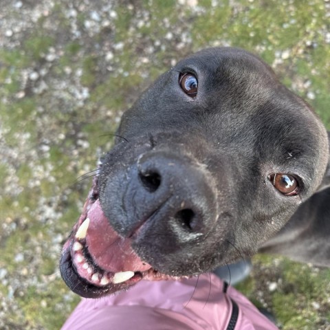 Rocky, an adoptable Mixed Breed in Spokane, WA, 99217 | Photo Image 3