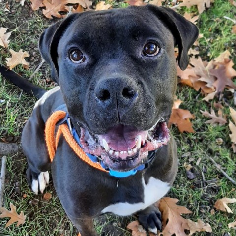 Rocky, an adoptable Mixed Breed in Spokane, WA, 99217 | Photo Image 4