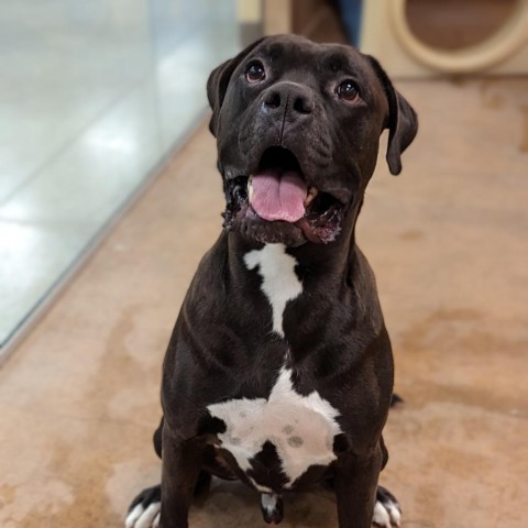 Rocky, an adoptable Mixed Breed in Spokane, WA, 99217 | Photo Image 5