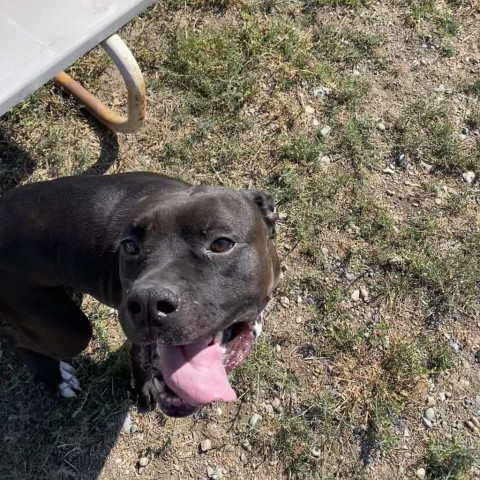 Rocky, an adoptable Mixed Breed in Spokane, WA, 99217 | Photo Image 6