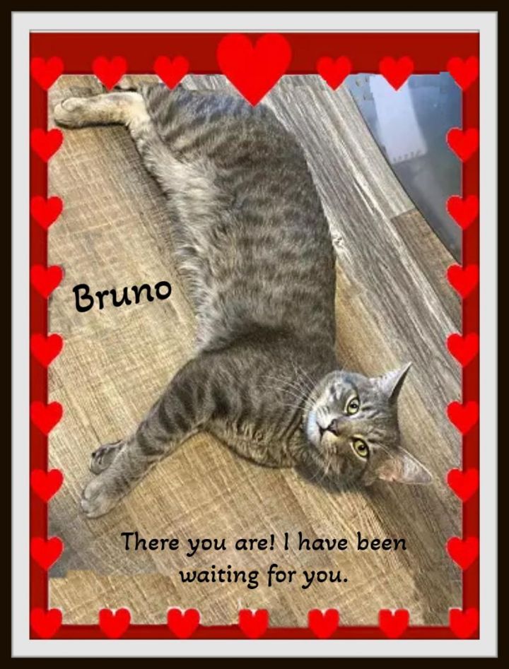 Bruno the cat that was said to be too affectionate with his new family