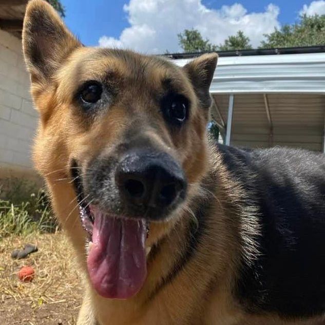 Dog for adoption Nettie a German Shepherd Dog Mix in Chippewa