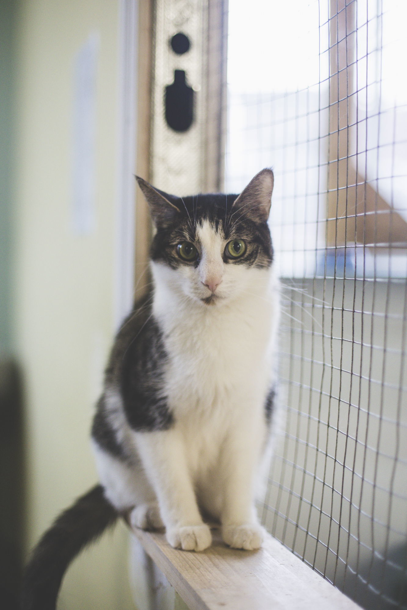 Robin, an adoptable Domestic Short Hair in Montreal, QC, H2L 4Y5 | Photo Image 1