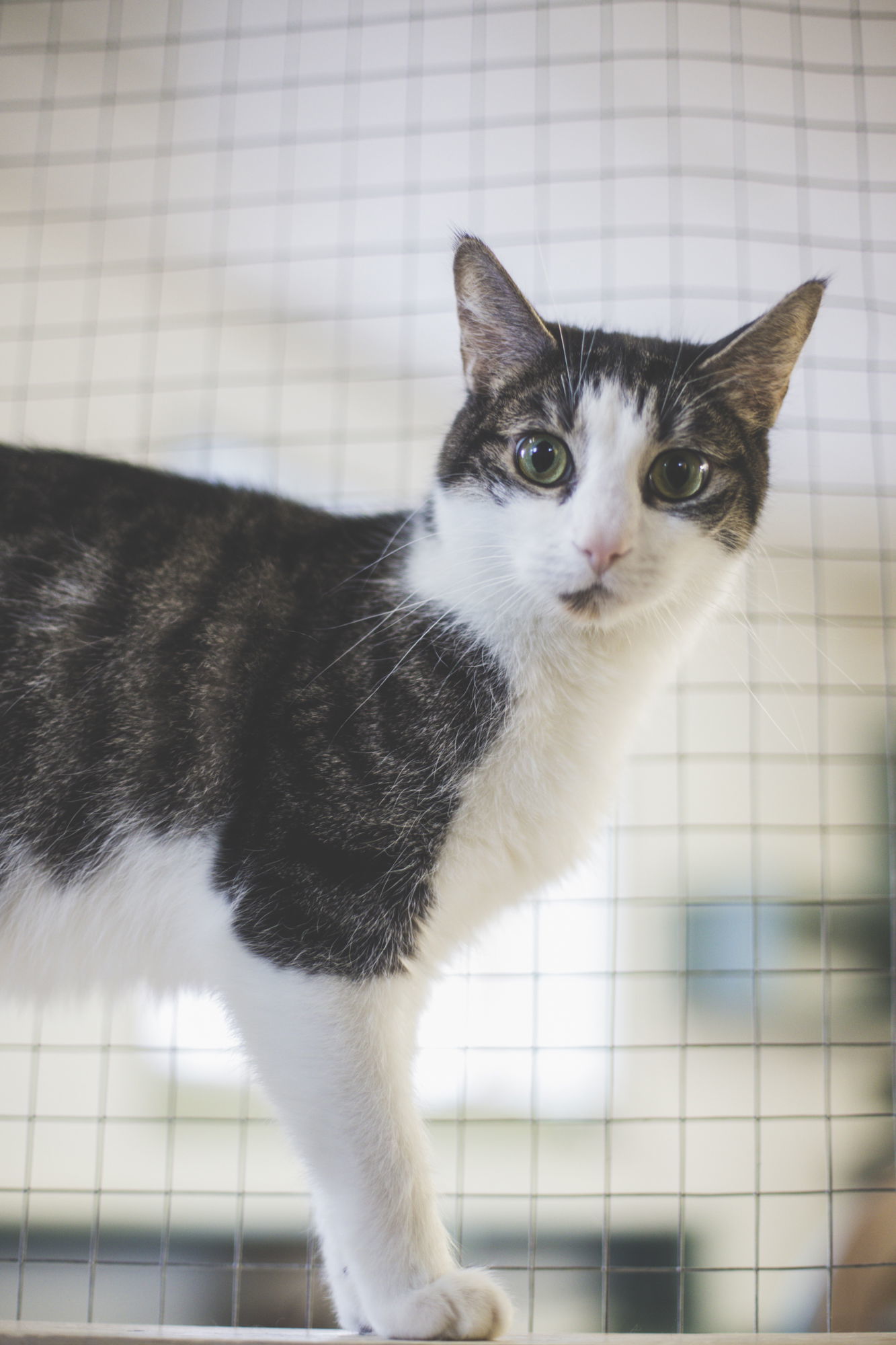 Robin, an adoptable Domestic Short Hair in Montreal, QC, H2L 4Y5 | Photo Image 2