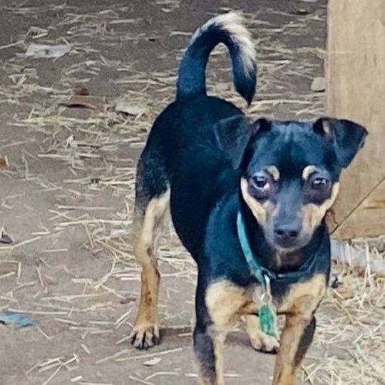 Fox clearance terrier dachshund