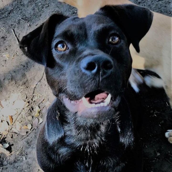 Dog for adoption - Bessie, a Labrador Retriever Mix in Whitestown, IN ...