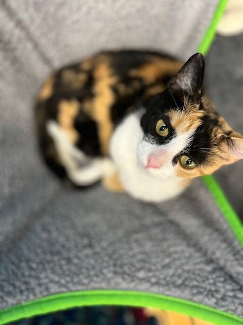 Kaleidoscope, an adoptable Calico in Louisville, KY_image-1
