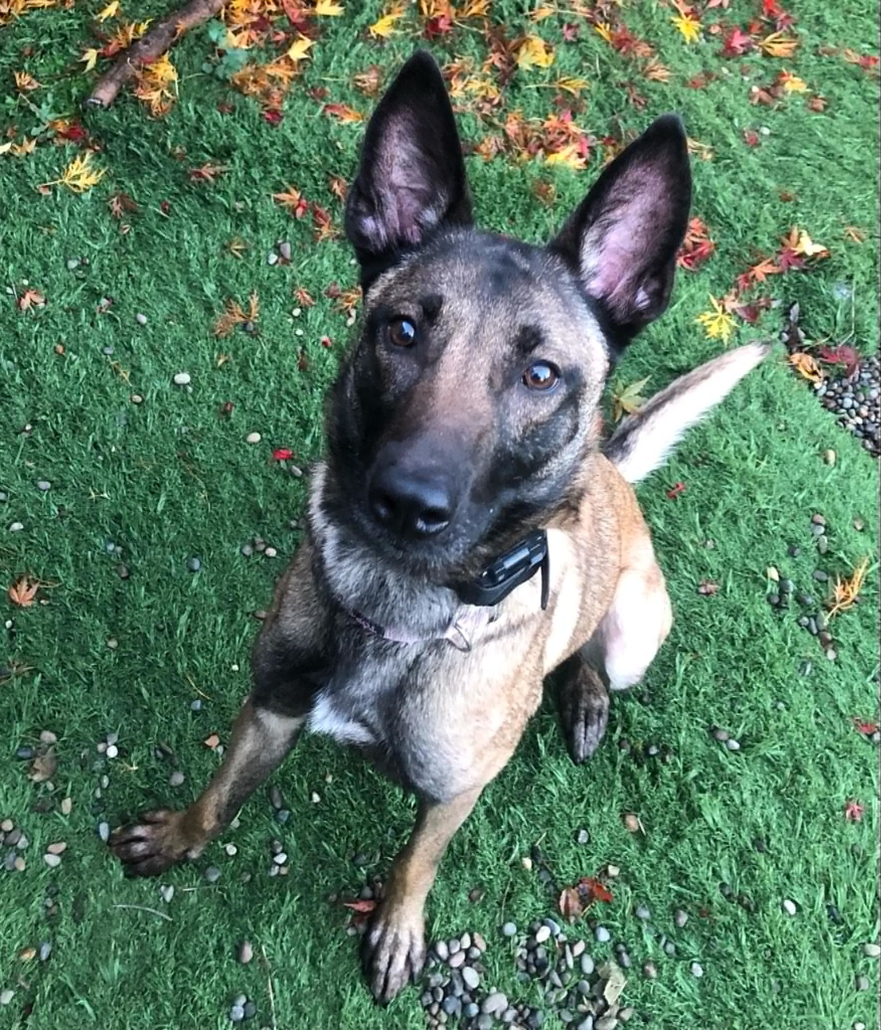 Kaya, an adoptable Belgian Shepherd / Malinois in Vancouver, WA, 98686 | Photo Image 1