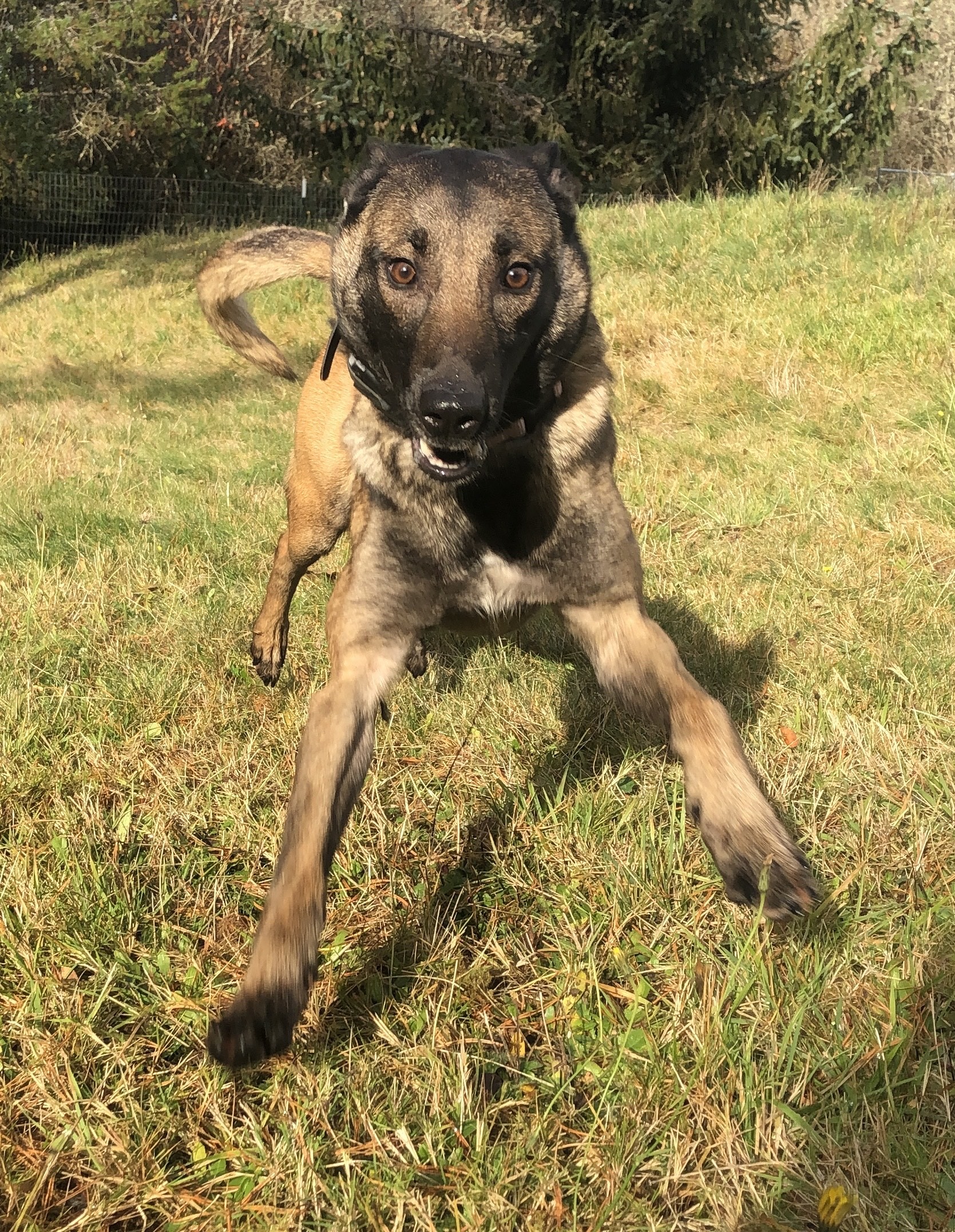 Kaya, an adoptable Belgian Shepherd / Malinois in Vancouver, WA, 98686 | Photo Image 3