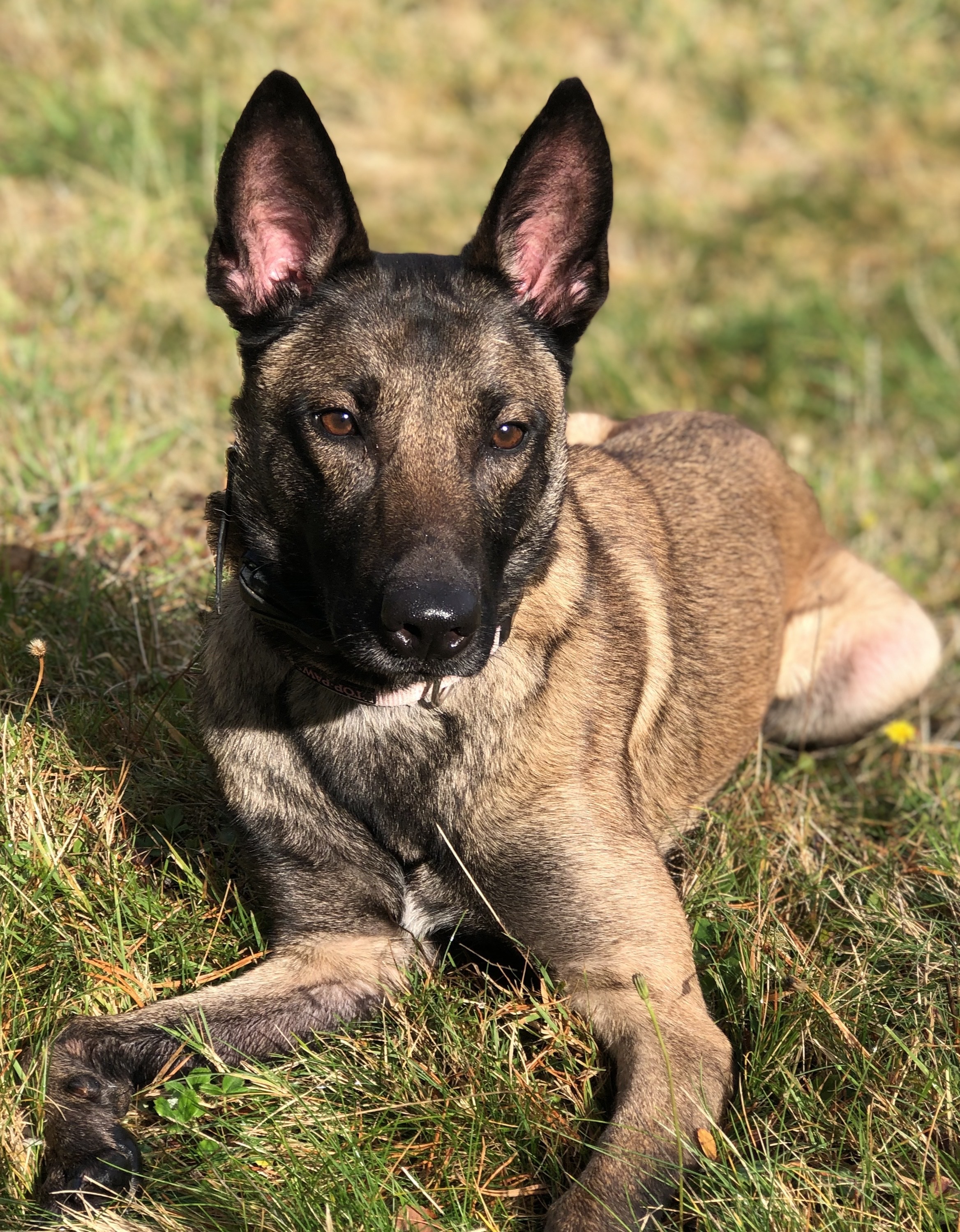 Kaya, an adoptable Belgian Shepherd / Malinois in Vancouver, WA, 98686 | Photo Image 4